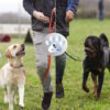 Buono regalo per amanti dei cani. - immagine 2
