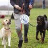 Buono regalo per amanti dei cani. - immagine 2