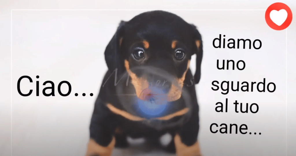 uno sguardo al cane