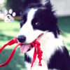 Buono regalo per amanti dei cani. - immagine 4