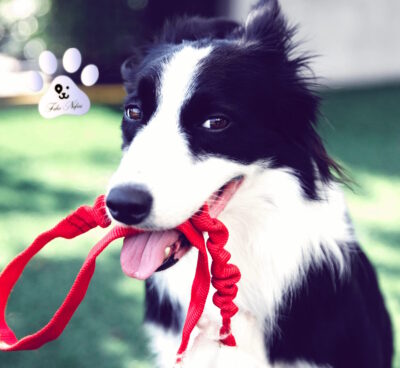 Buono regalo per amanti dei cani. - immagine 4