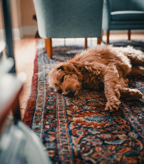 Come riconquistare la fiducia del cane