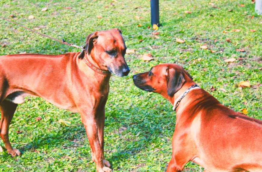 Un cane prevale costantemente su un altro