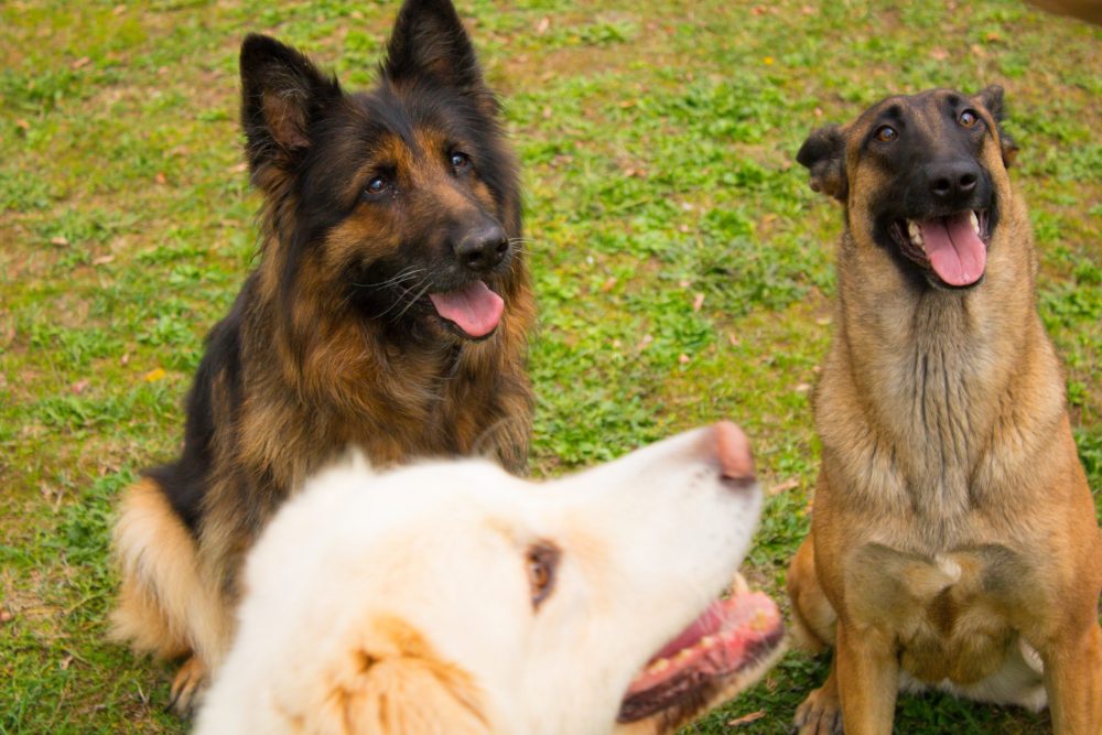 Gruppo unità cinofile