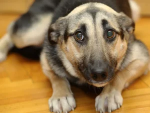 Cane paura
