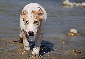 cane paura