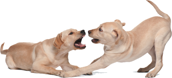 cani gioco