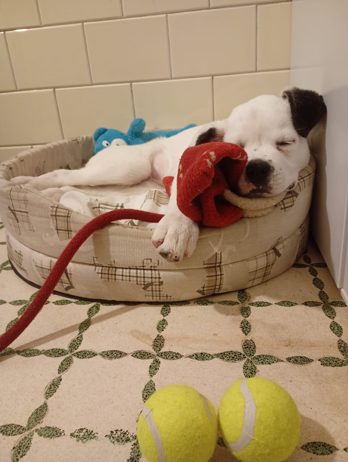 ILCINOFILO FORMAZIONE