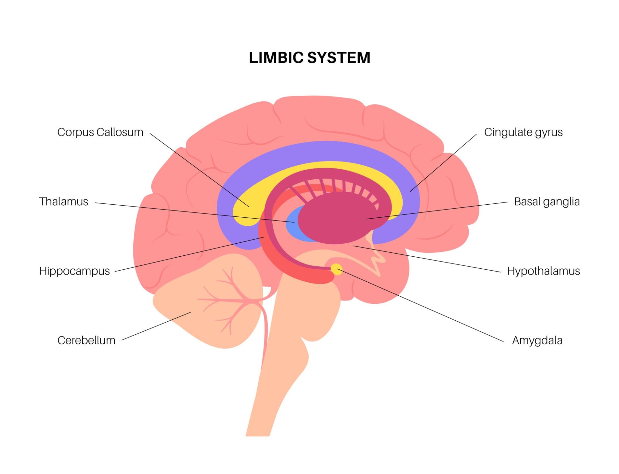 L'illusione del comando: perché i comandi al cane non funzionano 3 Mappa delle strutture cerebrali coinvolte nel sequestro emotivo: quando il sistema limbico (amigdala) prevale sulla corteccia cerebrale, il comando classico fallisce.
