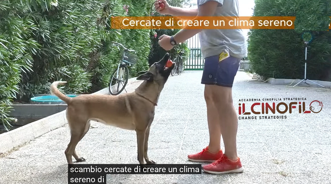 CANE IPERATTIVO-WWW.FABIONOFERI.IT-WWW.ILCINOFILO.IT